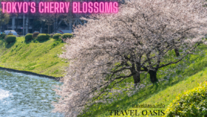 Tokyo's Cherry Blossoms